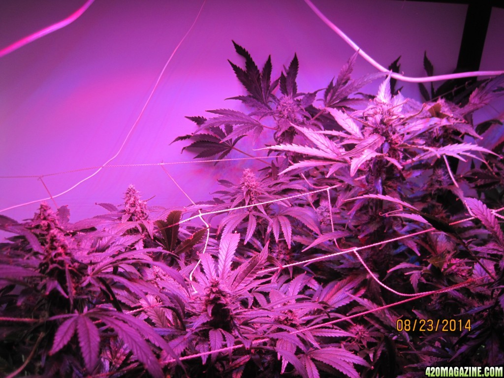 Critical day 41 of flower and OG Kush &amp; Critical day 13 of flower