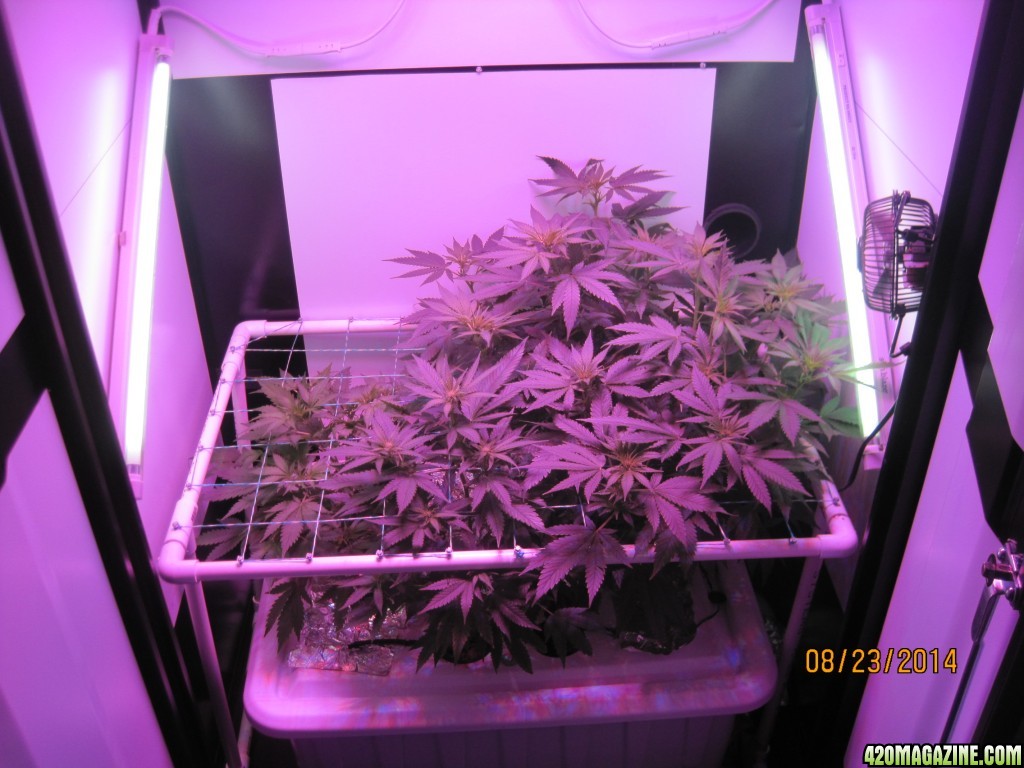 Critical day 41 of flower and OG Kush &amp; Critical day 13 of flower