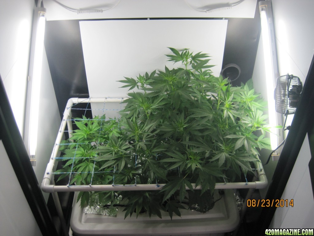 Critical day 41 of flower and OG Kush &amp; Critical day 13 of flower