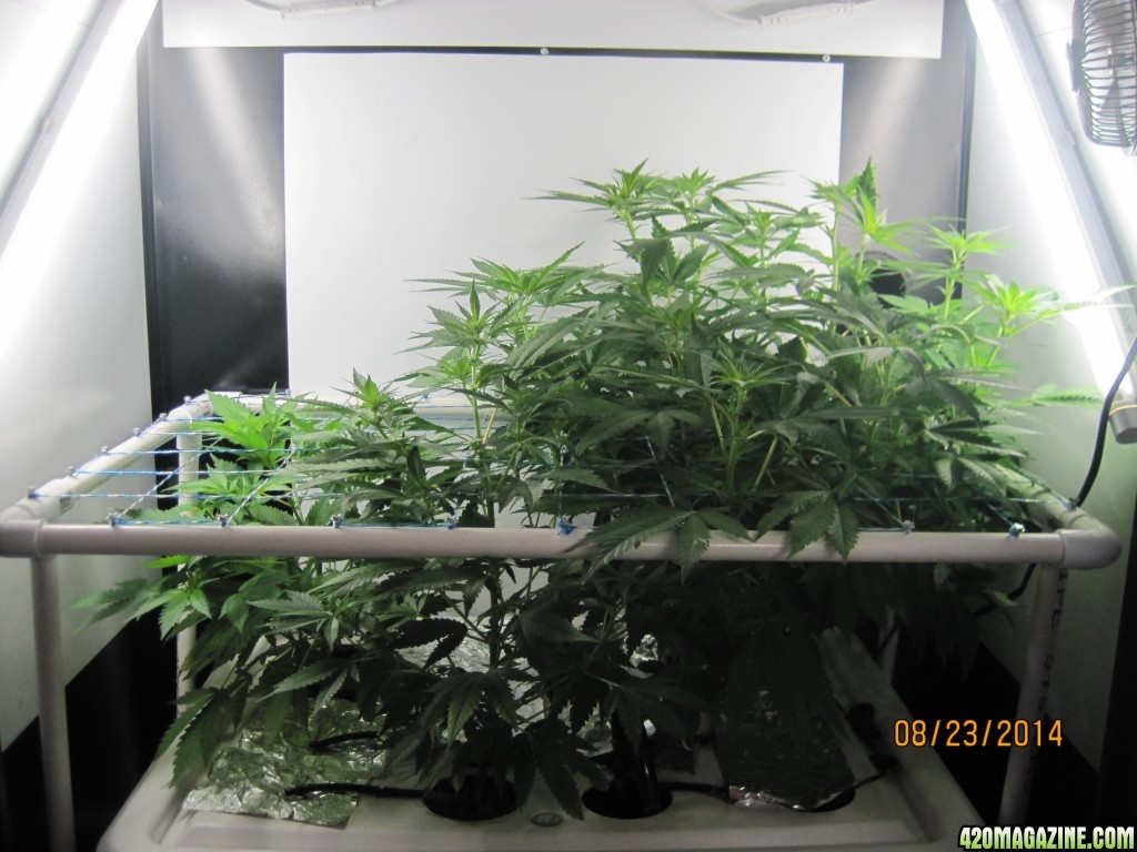 Critical day 41 of flower and OG Kush &amp; Critical day 13 of flower