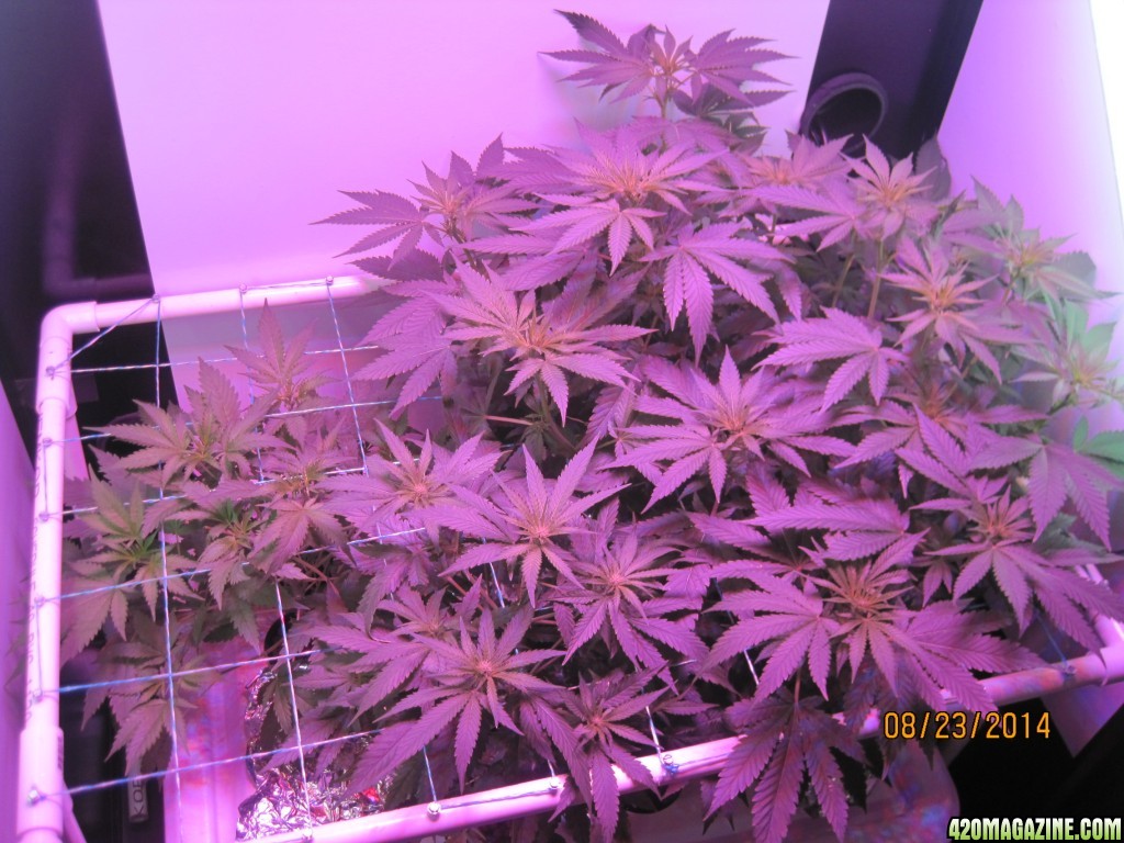 Critical day 41 of flower and OG Kush &amp; Critical day 13 of flower