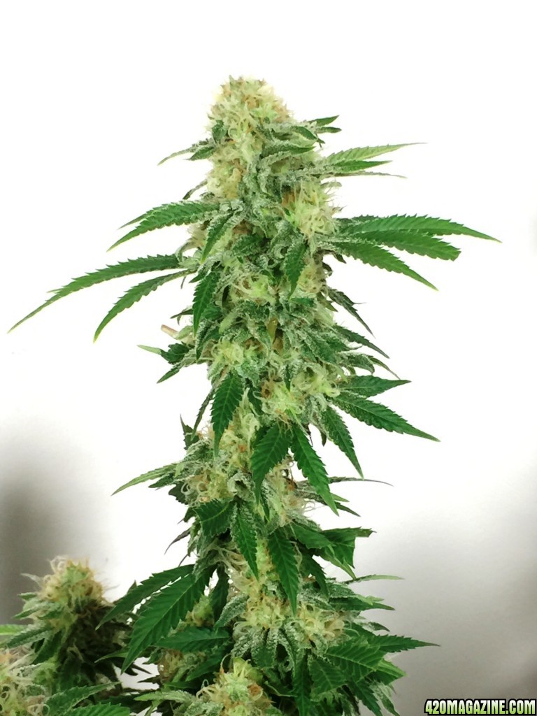 Critical Flower