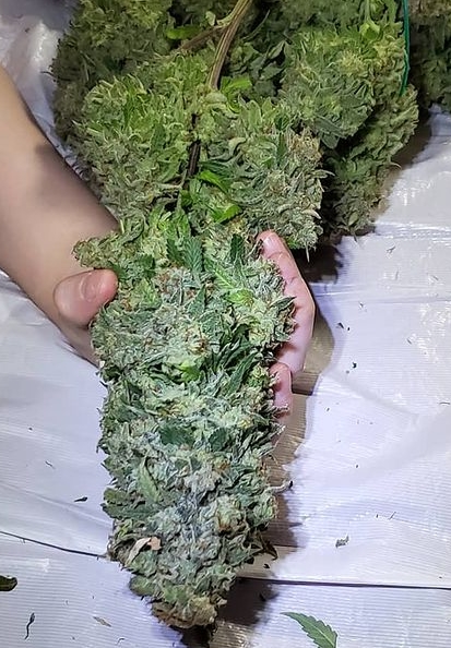 critical haze3.jpg