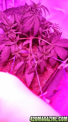 Critical Jack Auto LST