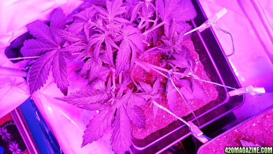 Critical Jack Auto LST