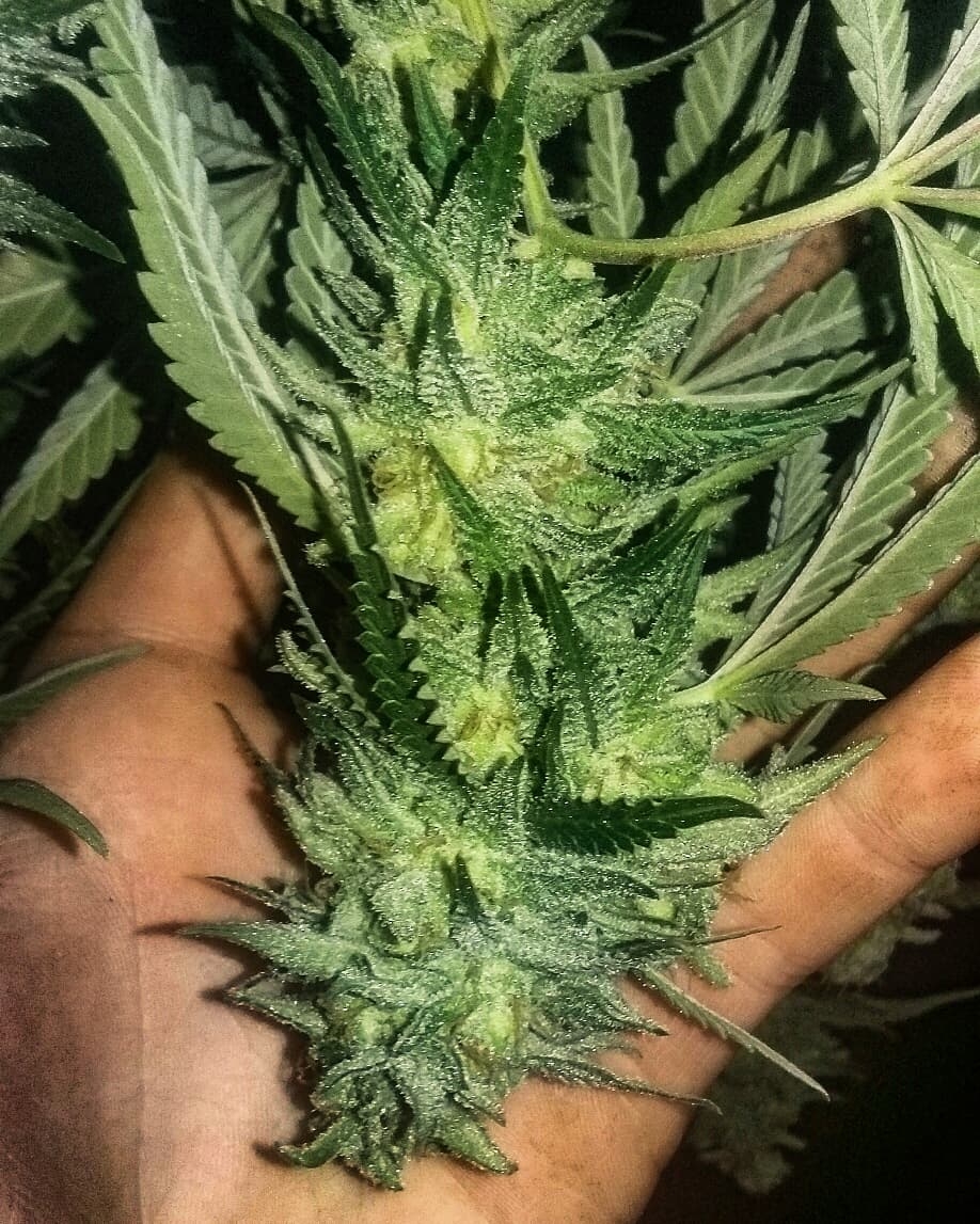 Critical Jack bud 1