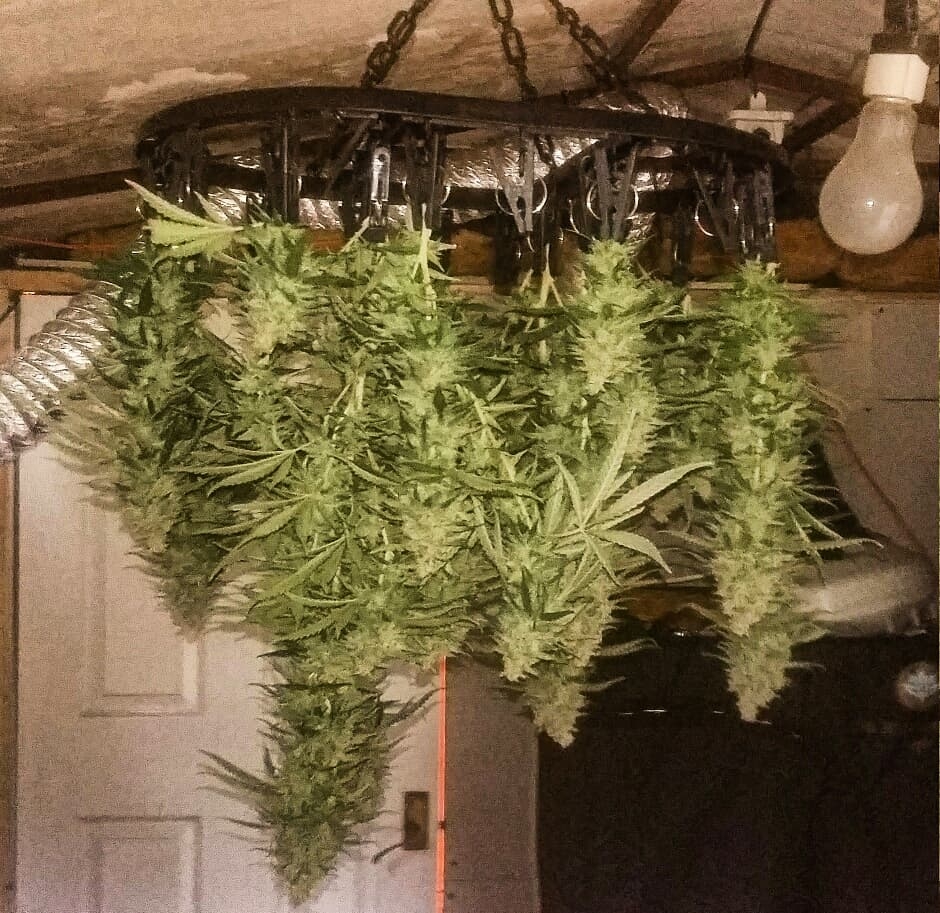 Critical Jack chopped n hung