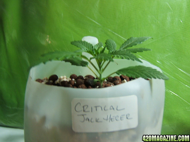 critical jack herer2