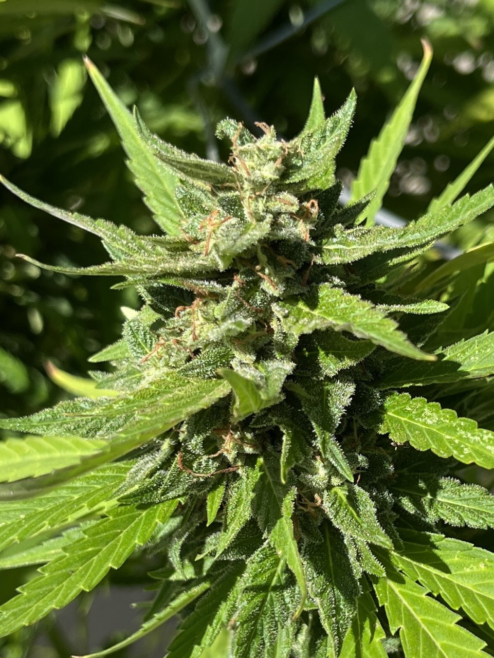 Critical Kush 10.7.23 top