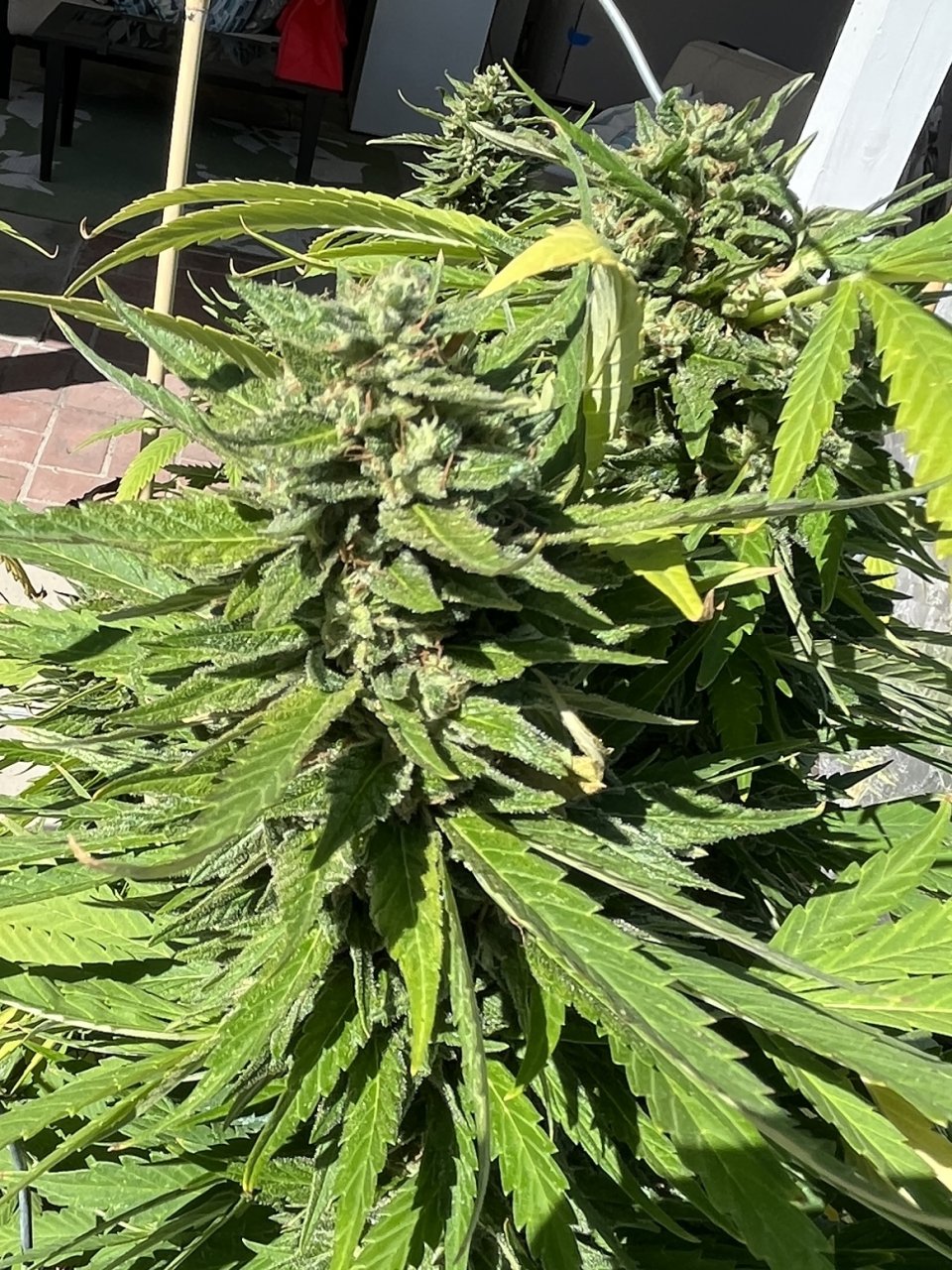 Critical Kush 10.7.23 top3