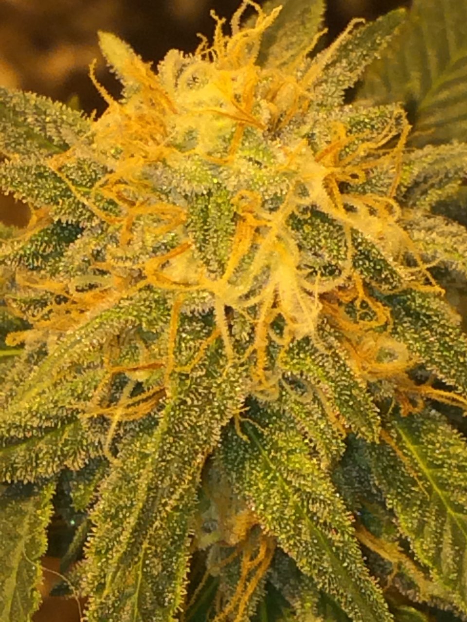 Critical Kush 6 weeks flower