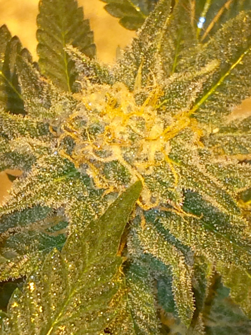 Critical Kush 6 weeks flower