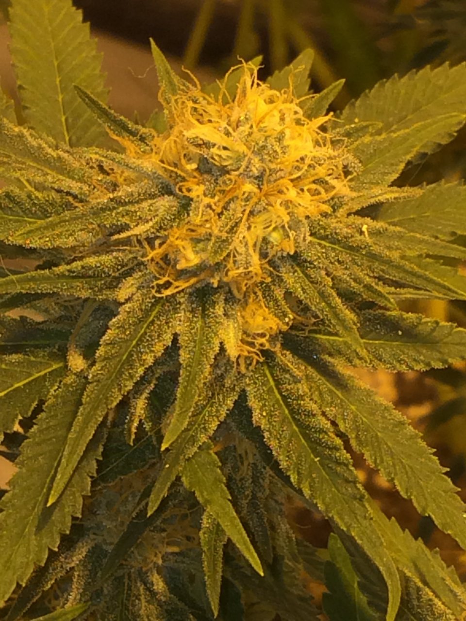 Critical Kush 6 weeks flower