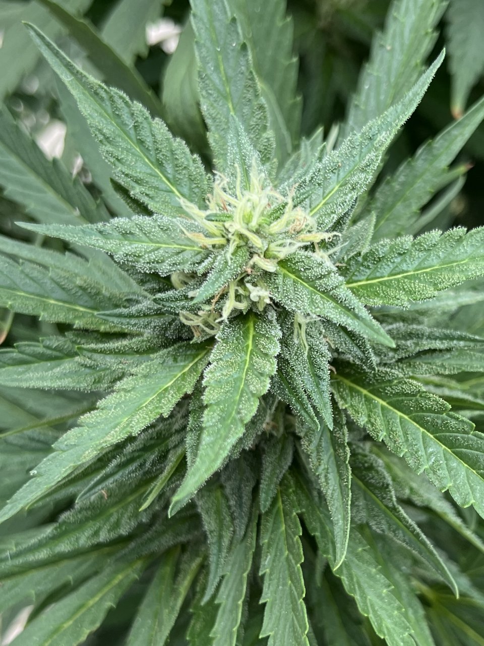 Critical Kush 9.17.23 top 4