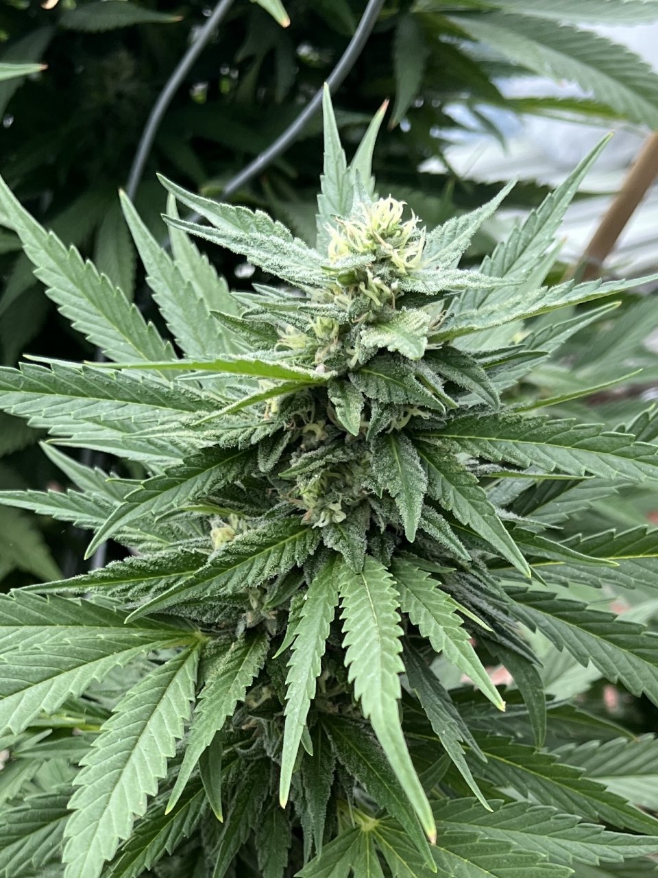 Critical Kush 9.17.23 top