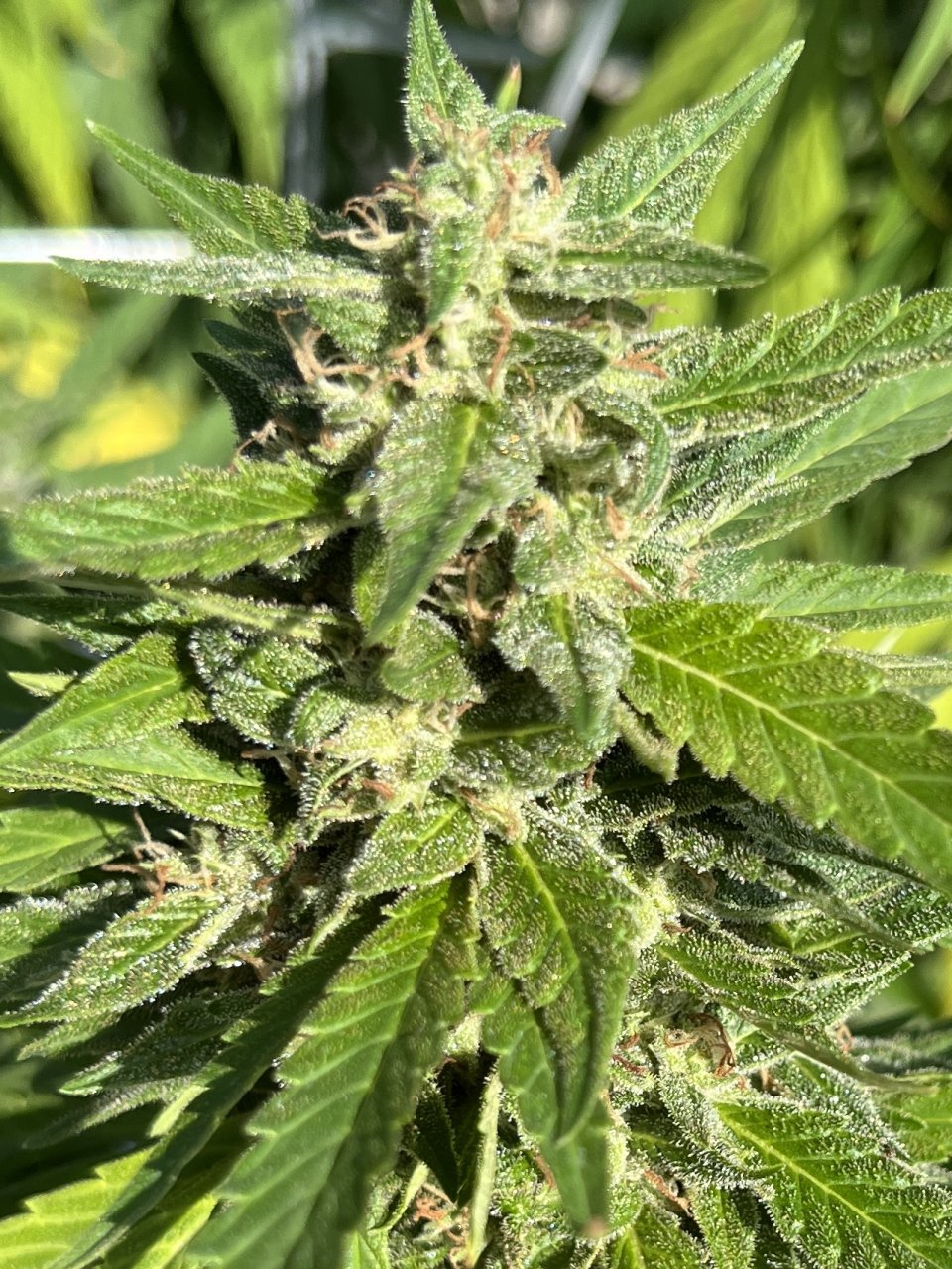 Critical Kush 9.28.23 top