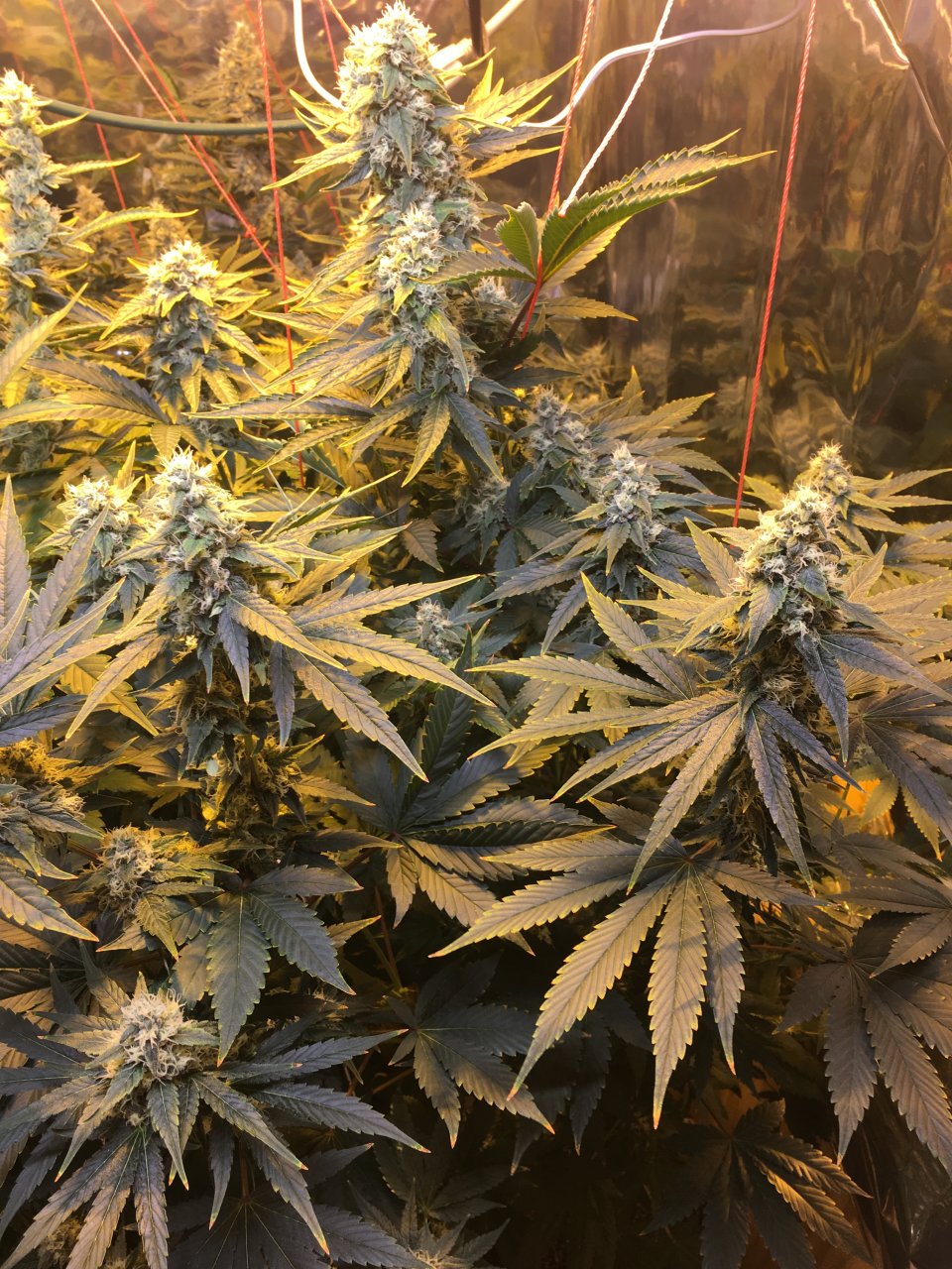 Critical Kush Bad Pheno?