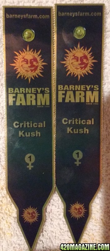 Critical Kush (Barney's Farm)