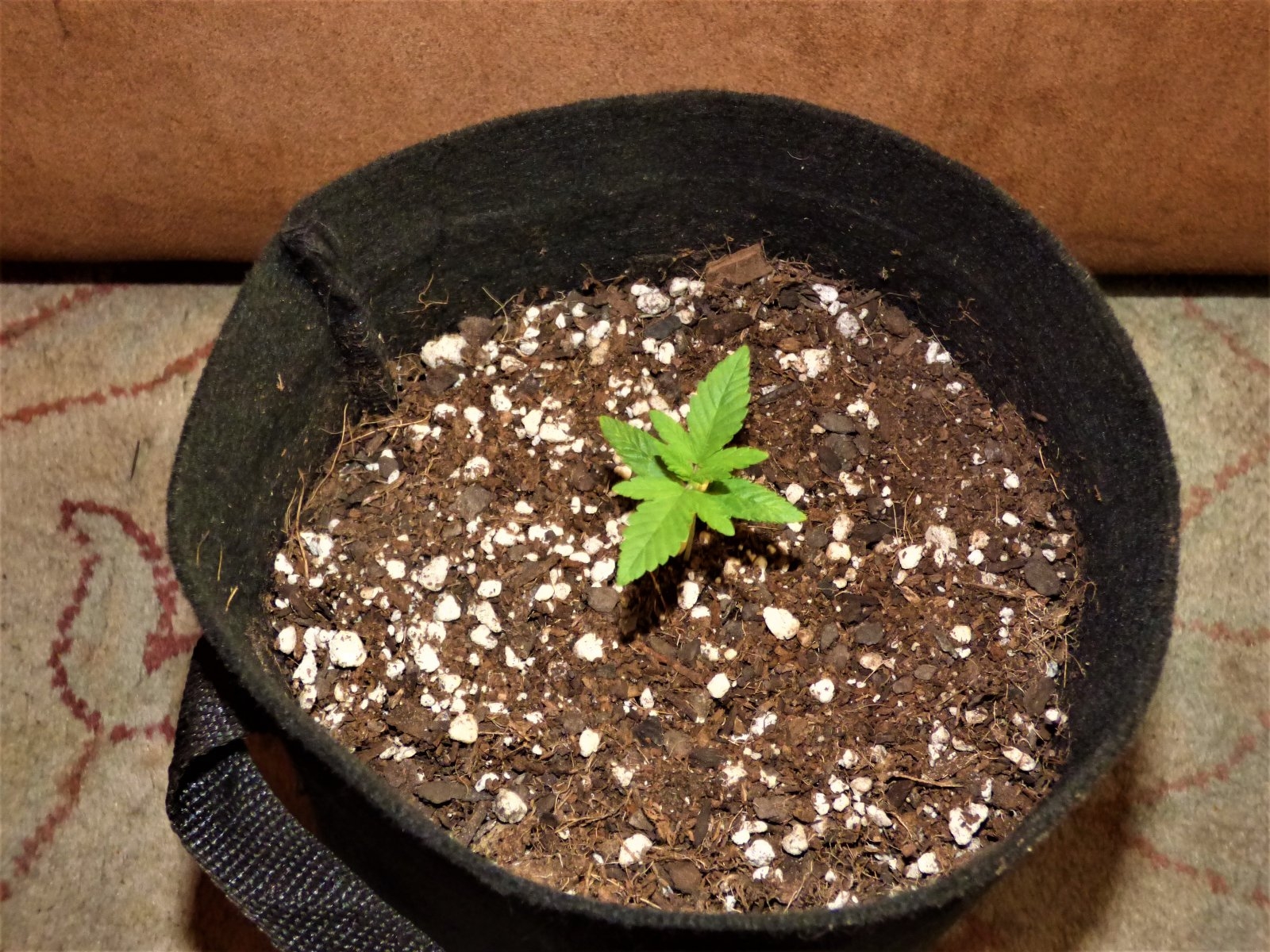 Critical Kush day 10.JPG