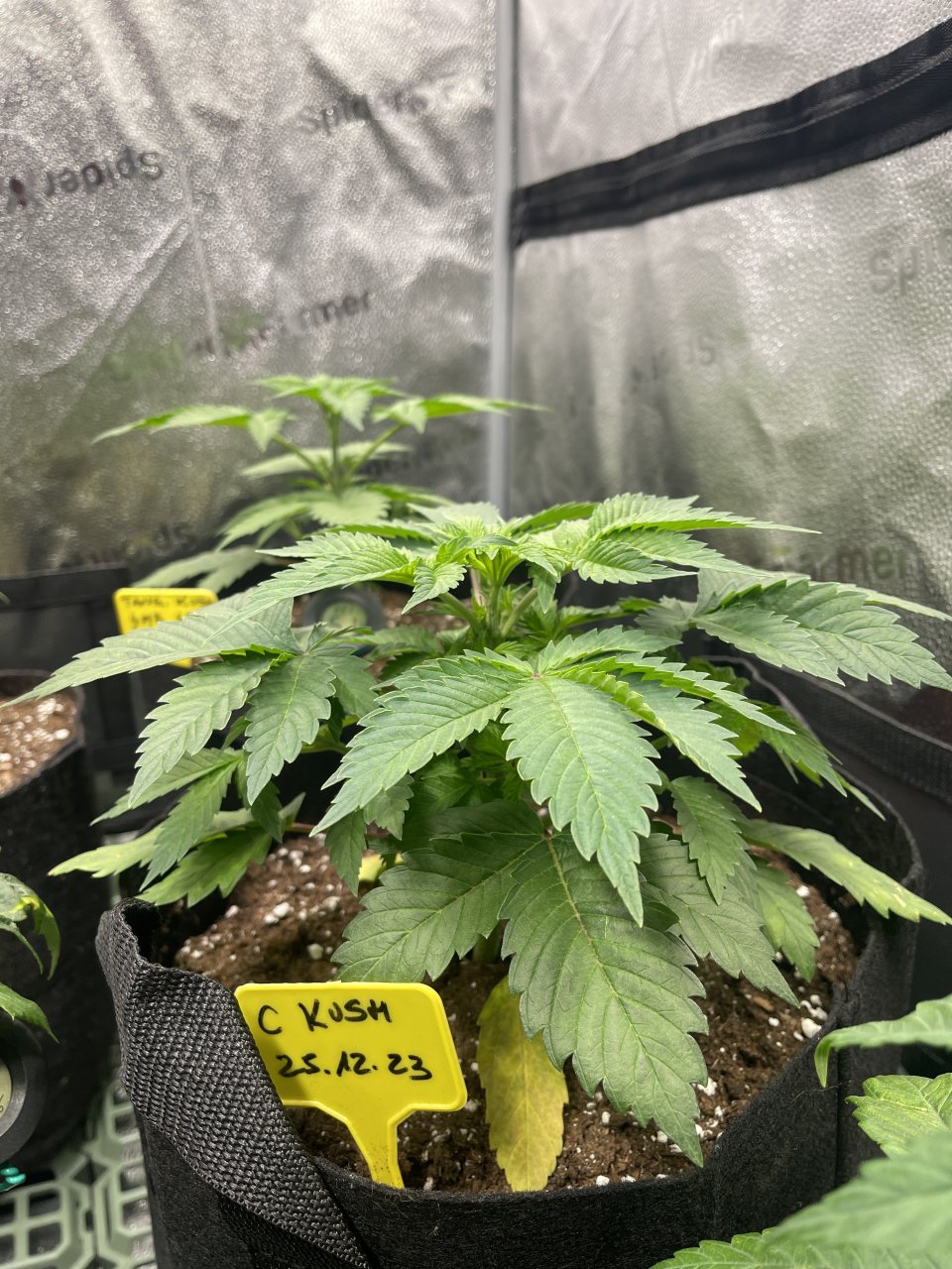 Critical Kush - day 29 - side view