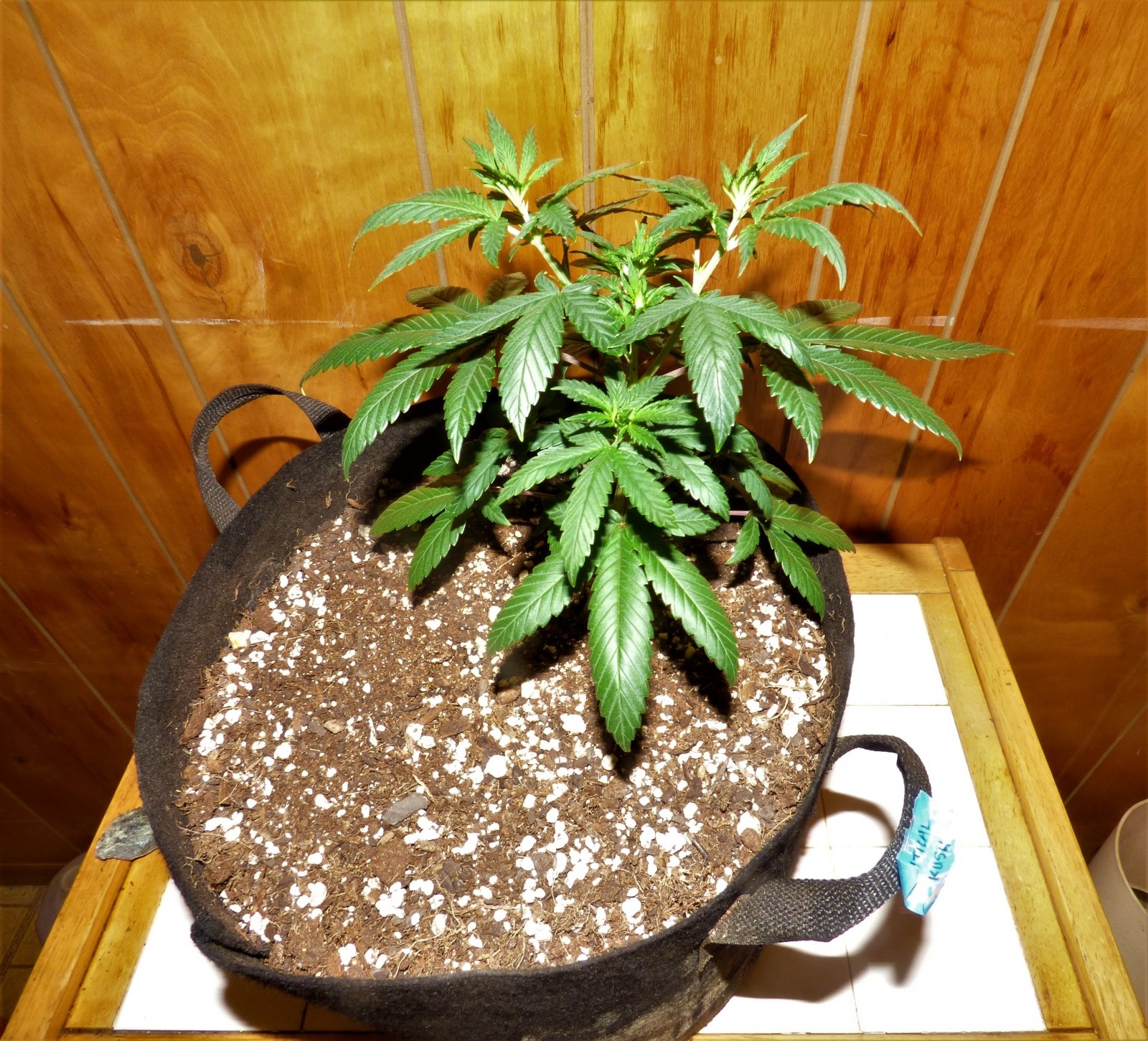 Critical Kush day 39.JPG