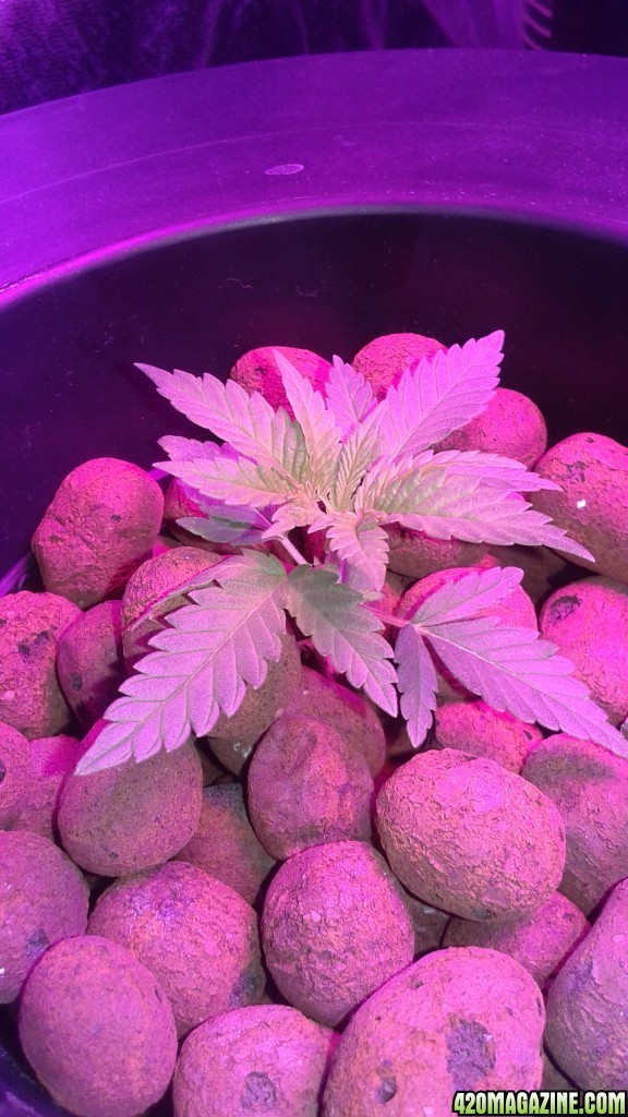 critical kush dwc