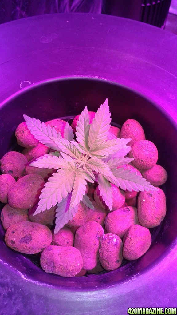 critical kush dwc