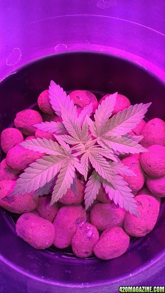 critical kush dwc