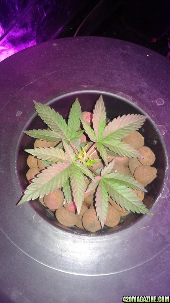 critical kush dwc