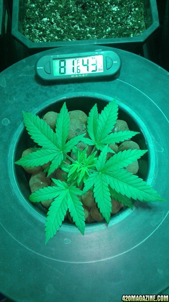 critical kush, dwc