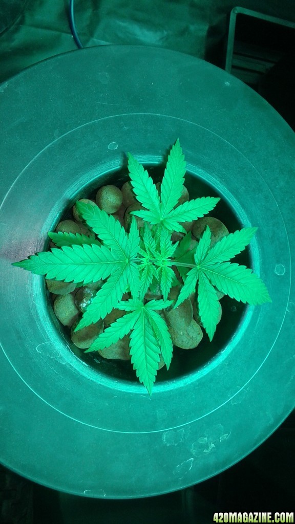 critical kush dwc