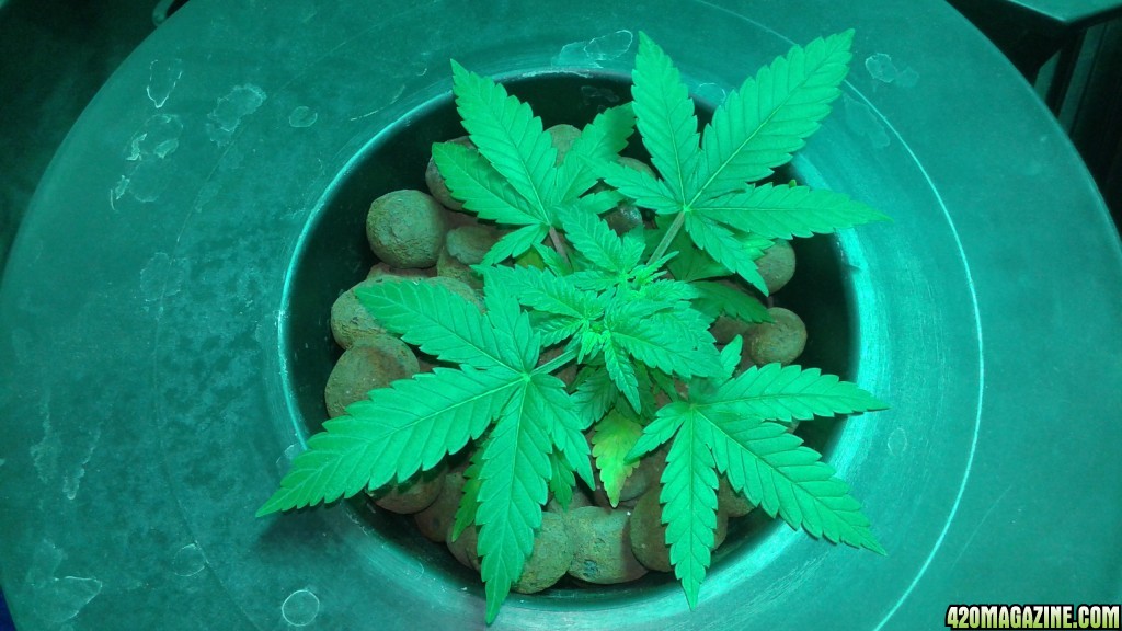 critical kush dwc