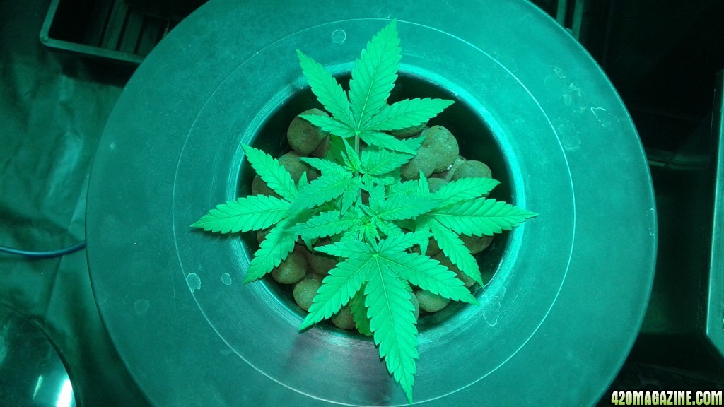 critical kush dwc