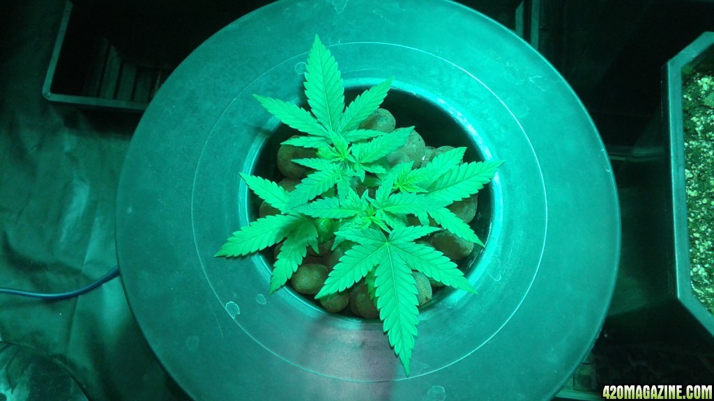 critical kush dwc