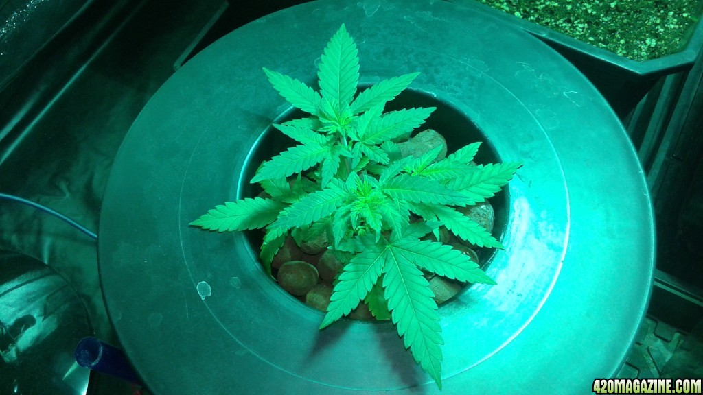 critical kush dwc