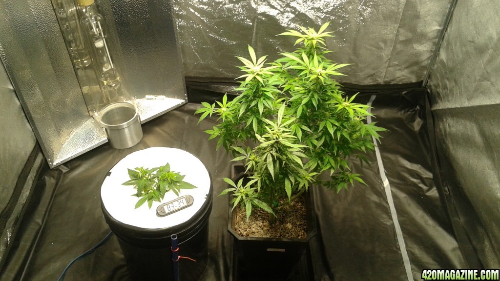 critical kush dwc