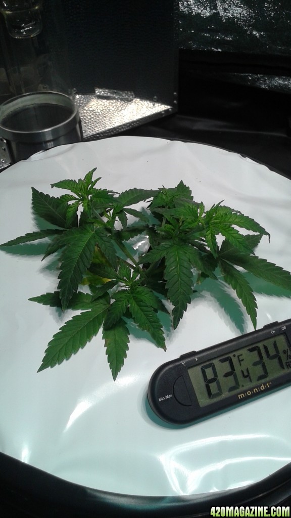 critical kush dwc