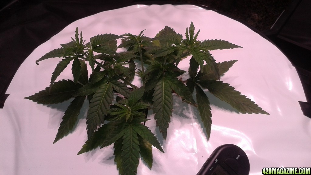 critical kush dwc