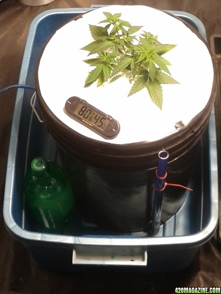 critical kush, dwc