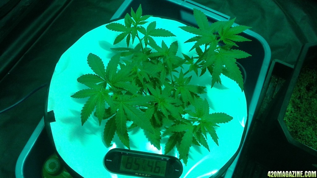 critical kush dwc