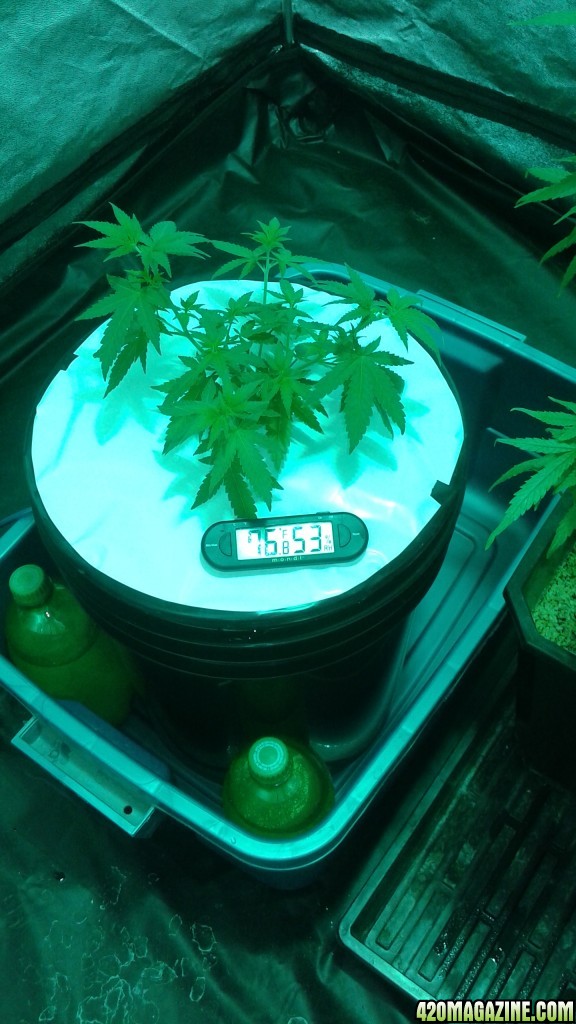 critical kush dwc