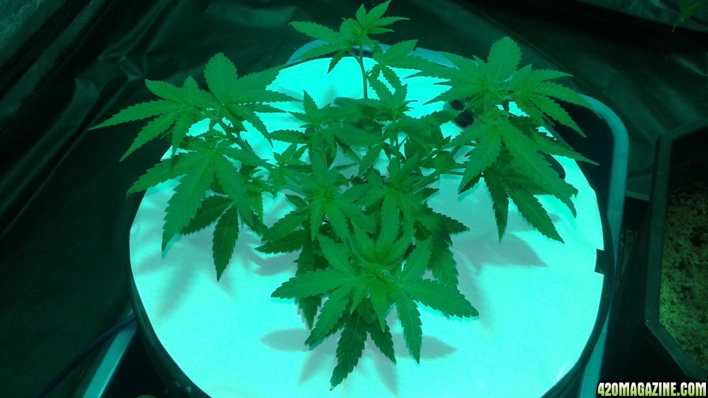 critical kush dwc