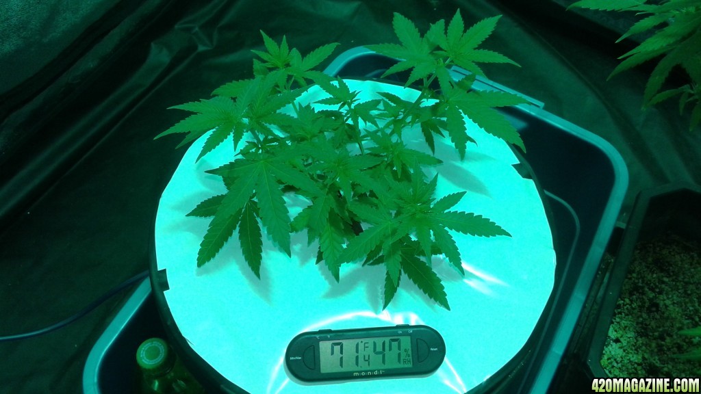 critical kush dwc