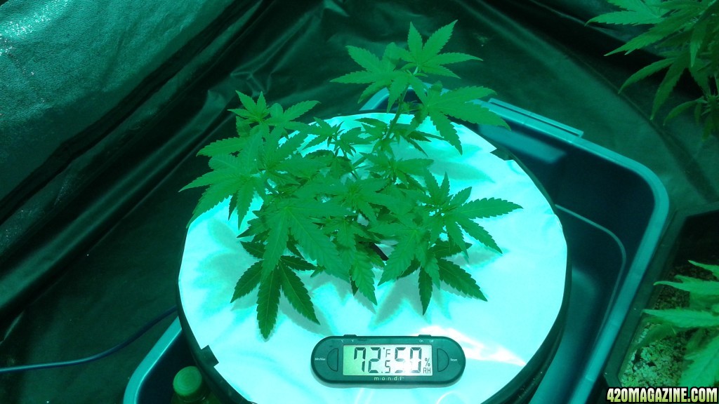 critical kush dwc