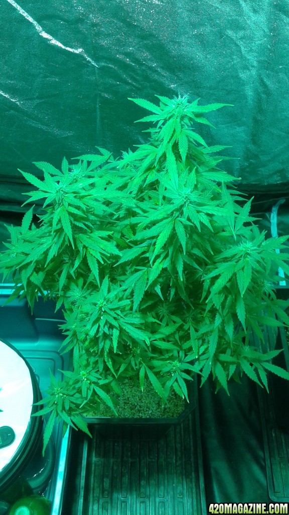 critical kush dwc