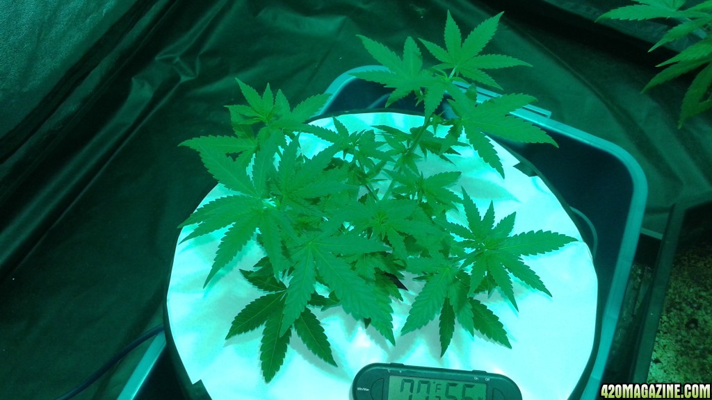 critical kush dwc