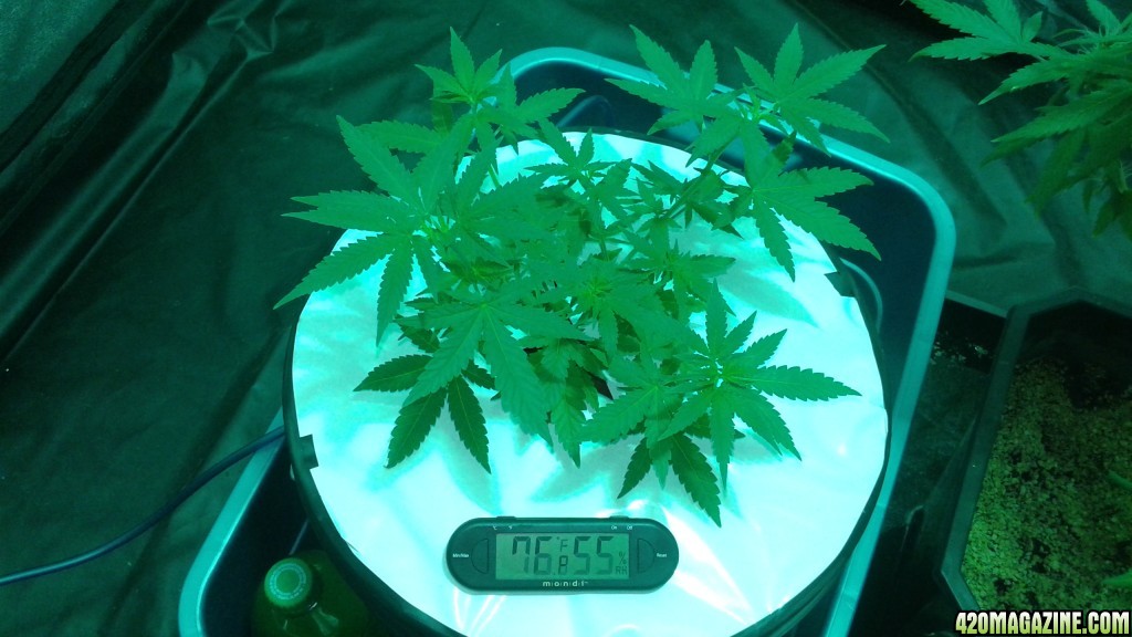 critical kush dwc