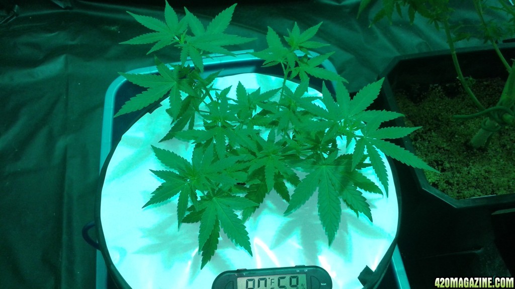 critical kush dwc