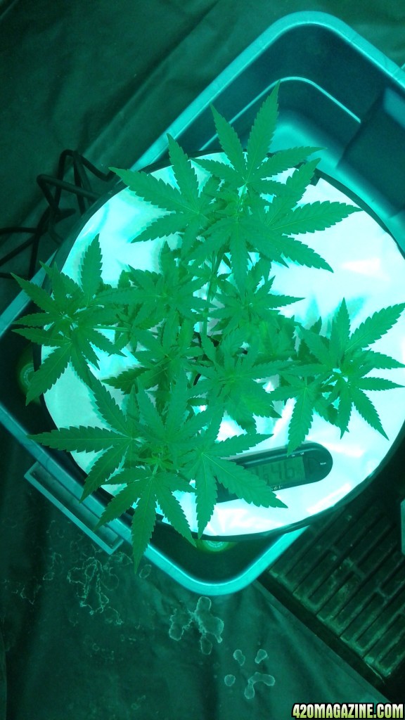 critical kush dwc