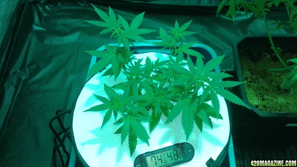 critical kush dwc